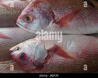 Two fish of the sea, lie on each other, pink scales, fins pink, white belly, blue eyes, a gentle touch, a beautiful couple, can be used as a modern in Stock Photo