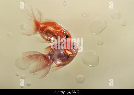 Two goldfish, located in a triangle on the plane, heads touch, tails in different directions, around a lot of air bubbles, beige background. Stock Photo