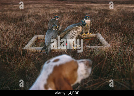 Four falcons on a falconer's purpose made frame wait in moorland heather guarded by a hunting dog pre flight, Gleneagles, Scotland. Stock Photo
