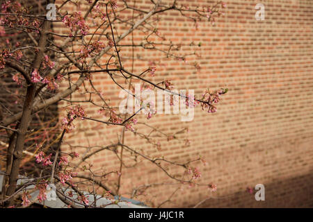 signs of early spring on urban background Stock Photo