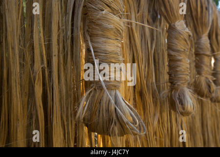 Jute fibres hang for drying in Gopalganj, Bangladesh. Stock Photo