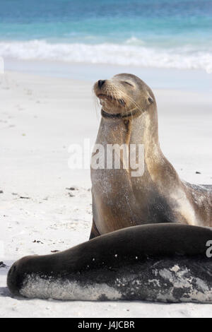 Galapagos Sea Lion on the beach, Gardner Bay, Espanola, Galapagos Islands Stock Photo