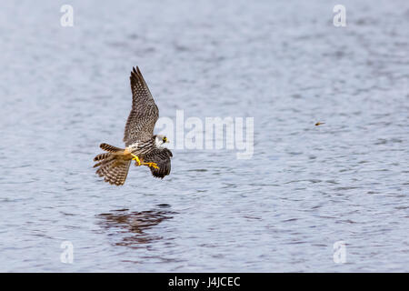 Eurasian Hobby falcon (Falco Subbuteo) flying, in flight, hunting dragonflies dragonfly low over water Stock Photo