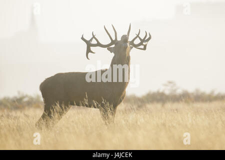 Red Deer rut stag (Cervus elaphus) bellowing or roaring on a misty morning among long grass Stock Photo