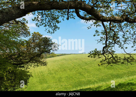 countryside near ludlow in shropshire, england, britain, uk. Stock Photo