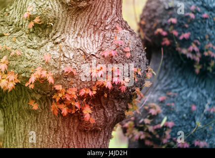 Beautiful wood texture maple photographed in close-up Stock Photo