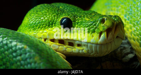 Green tree python head Stock Photo