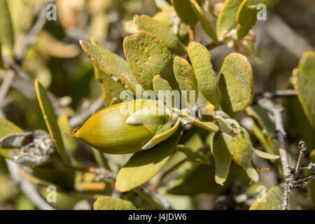 Jojoba  Simmondsia chinensis Tucson, Pima County, Arizona, Unietd States 10 May        Fruit      Simmondsiaceae         Grown commercially to produce Stock Photo
