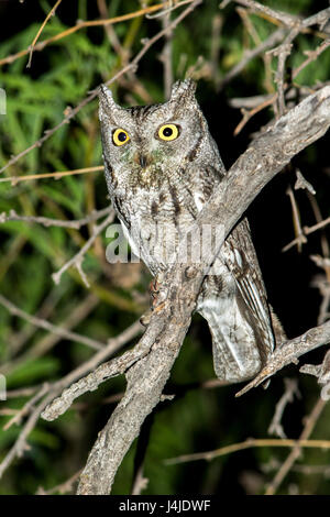 Western Screech-Owl  Megascops kennikottii Tucson, Pima County, Arizona, United States 19 April       Adult    Strigidae Stock Photo