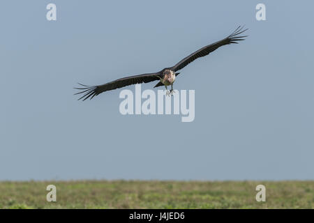 White backed vulture in flight, Tanzania Stock Photo