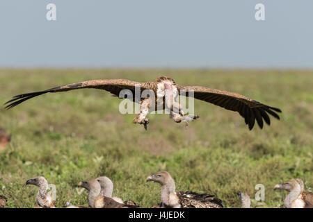 White backed vulture in flight, Tanzania Stock Photo