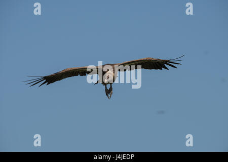 White backed vulture in flight, Tanzania Stock Photo