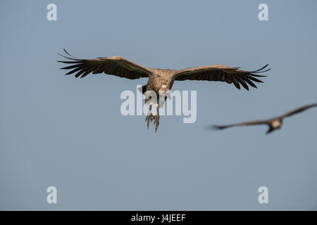 White backed vulture in flight, Tanzania Stock Photo