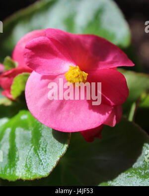 The bright pink flower of summer bedding plant Begonia semperflorens, also known as wax begonia Stock Photo