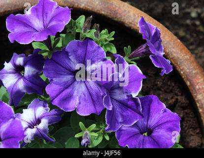 Vibrantly coloured purple striped petunia flowers, growing in a ceramic pot . Stock Photo