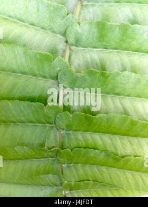 Leaf texture, leaf background. Leaf Motifs that occurs natural. Abstract green leaf pattern