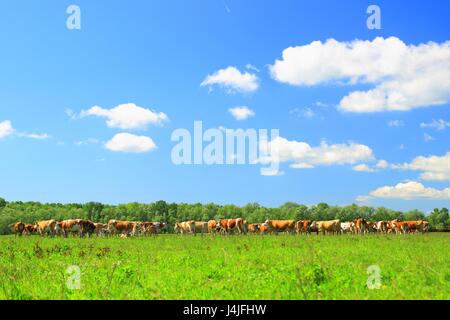 Herd of cows in nature Stock Photo