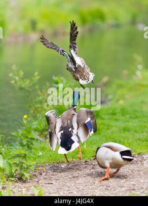 Anas platyrhynchos. Adult Drake Mallard ducks chasing each other as they take off and fly away over water, in West Sussex, England, UK.