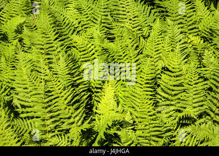 A stand of Hay-scented Fern, Dennstaedtia punctilobula, grows in a pool of sunlight. Stock Photo