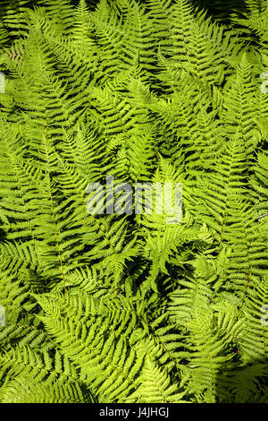 Hay-scented Fern, Dennstaedtia punctilobula, grows in a pool of sunlight. Stock Photo