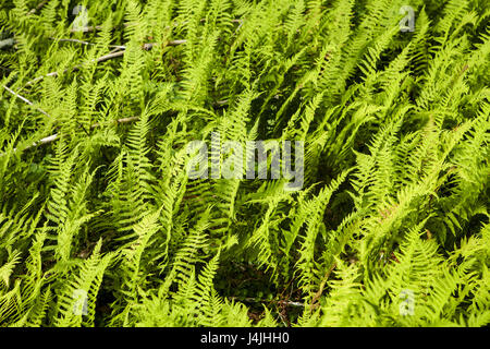 A woodland stand of Hay-scented fern, Dennstaedtia punctilobula, grows in a patch of sunlight. Stock Photo