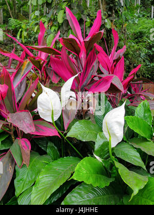 Peace lily, Spathiphyllum cochlearispathum, a.k.a. White Sails and Spathe Flower with Red-leaved Ti plants, Cordyline fruticosa, a.k.a. Hawaiian Ti, C Stock Photo
