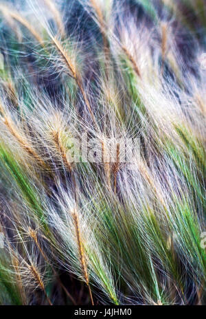Foxtail grass 'Alopecurus'. Stock Photo