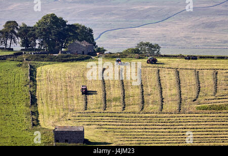 Harvesting an upland crop at Raydale, Yorkshire Dales. Stock Photo