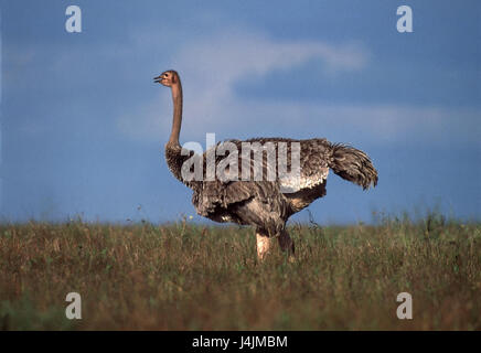 African bunch, Struthio camelus, female flightless bird, in African way, Vogel, female, steppe Stock Photo