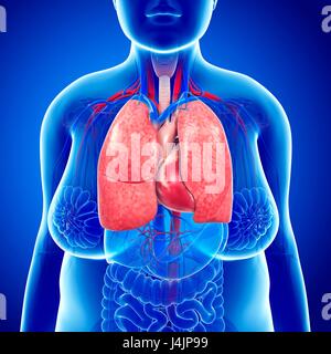 Illustration of female respiratory system. Stock Photo