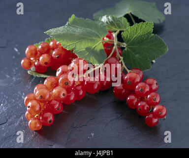 Red currants, Ribes sativum red currants, gooseberry plant, red, currants, red, fruits, leaves, Johannisbeerzweig, rock, branch, Ribes record of proceedings before judgment, berries, Rispen, fruit, soft fruits, vitamins, slates Stock Photo