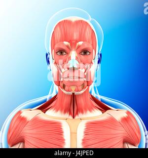 Illustration of head and neck muscles. Stock Photo