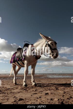 Donkey on beach, UK. Stock Photo