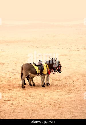 Donkeys on beach, UK. Stock Photo