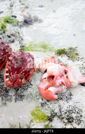 Bullmouth helmet (Cypraecassis rufa) sea snail and shell, Jambiani, Zanzibar, Tanzania. Stock Photo