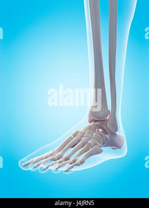 Human foot bones, illustration. Stock Photo