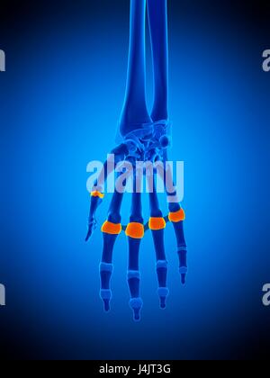 Illustration of the proximal joint capsules. Stock Photo