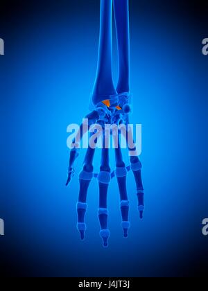 Illustration of the radiolunate ligaments. Stock Photo