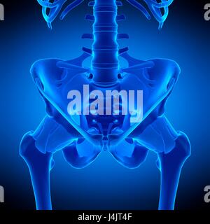 Illustration of the hip ligaments. Stock Photo