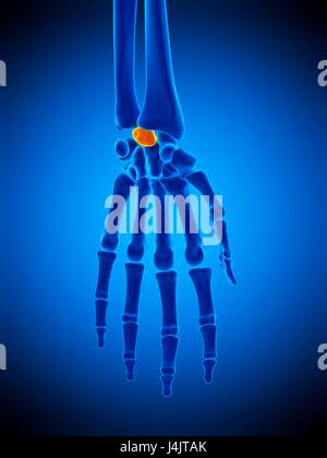 Human Skeleton Lunate bone Anatomy 3D Illustration Stock Photo - Alamy