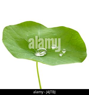 Nasturtium leaf with water droplets. Stock Photo