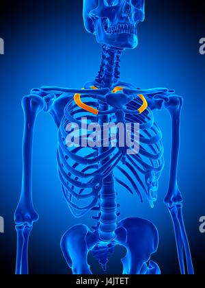 Second bone of Rib cage Anatomy for medical concept 3D Illustration ...