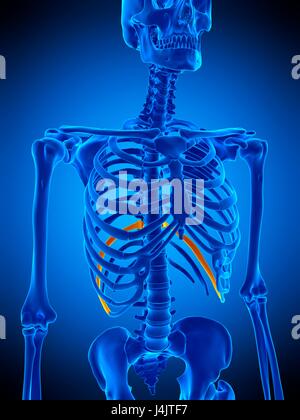 10 In Rib Tenth bone of Rib cage Anatomy for medical concept 3D Illustration ...