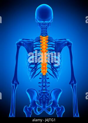 Thoracic spine T 6 bone anatomy for medical concept 3D Illustration ...