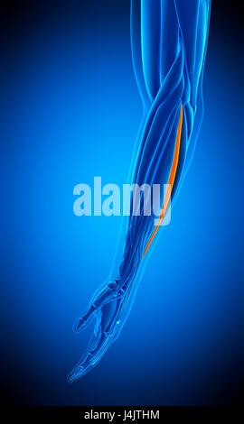 Illustration of the extensor digiti minimi muscle. Stock Photo