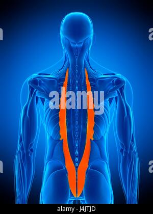 Illustration of the iliocostalis muscle. Stock Photo
