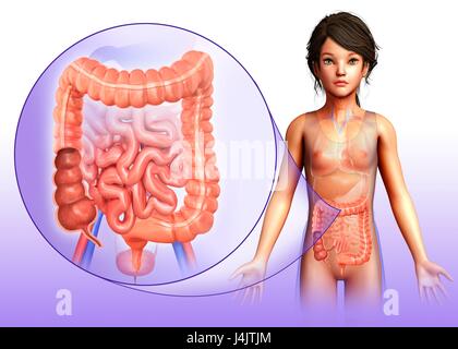 Illustration of the anatomy of a child's large intestine. Stock Photo
