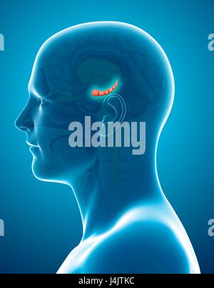 Hippocampus Brain Anatomy - 3d illustration Stock Photo - Alamy