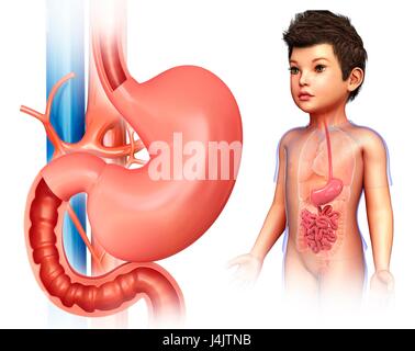 Illustration of a child's stomach and intestines. Stock Photo