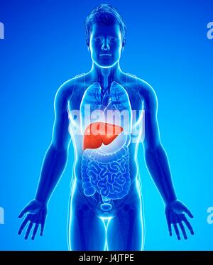 Illustration of male liver Stock Photo - Alamy